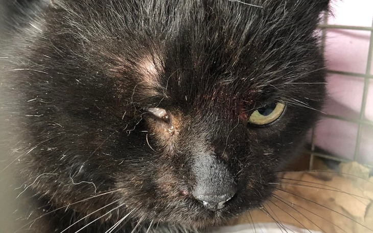 Zbiórka Czarny bezdomny jednooki kocurek - zdjęcie główne