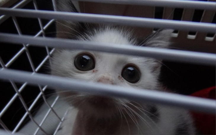 Zbiórka Małe kocie serduszko do ogrzania - zdjęcie główne