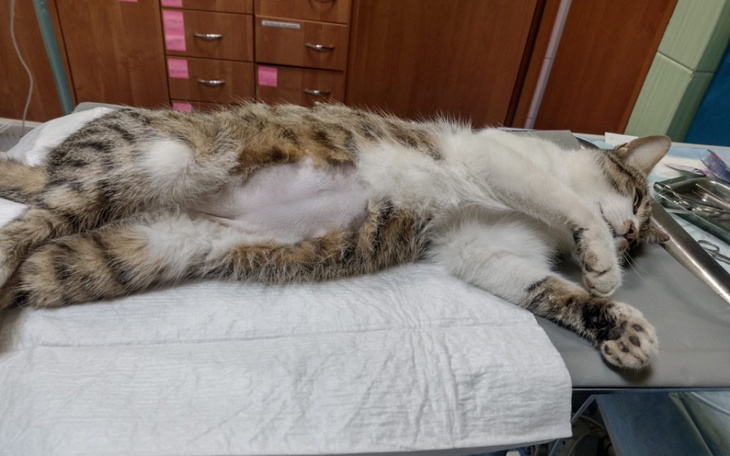 Kot leżący na stole, zrelaksowany i w pozycji na plecach.