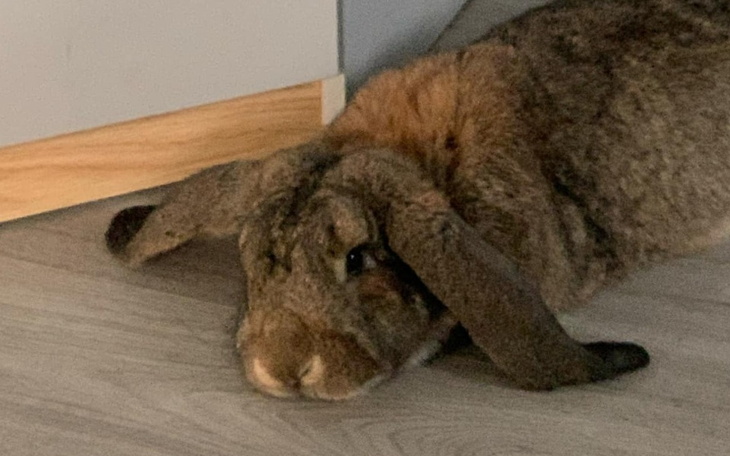 Zbiórka Ratowanie Stefana i Uszasi - zdjęcie główne