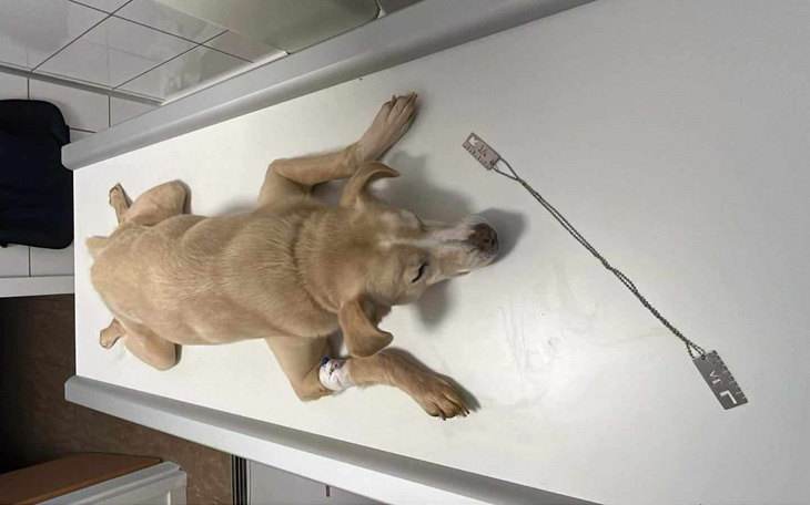 Pies leżący na stole, z opatrunkiem na łapie.