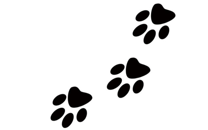 Zbiórka Aby łapy mogły chodzić - zdjęcie główne