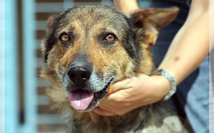 Zbiórka Nowe życie dla Grappy z Radys - zdjęcie główne