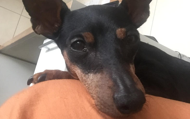 Zbiórka Pomóż Fredzi wrócić do zdrowia - zdjęcie główne