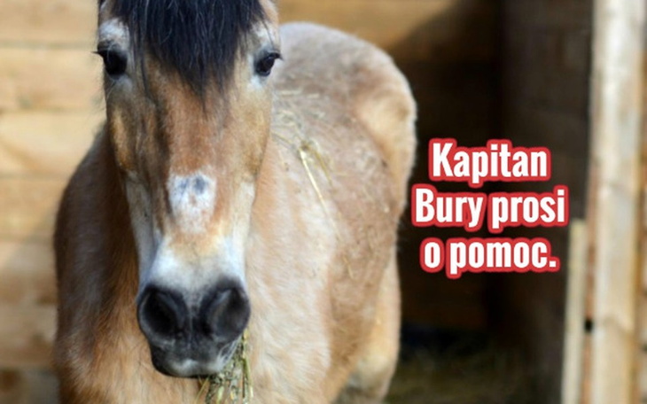 Zbiórka Kapitan Bury prosi. - zdjęcie główne