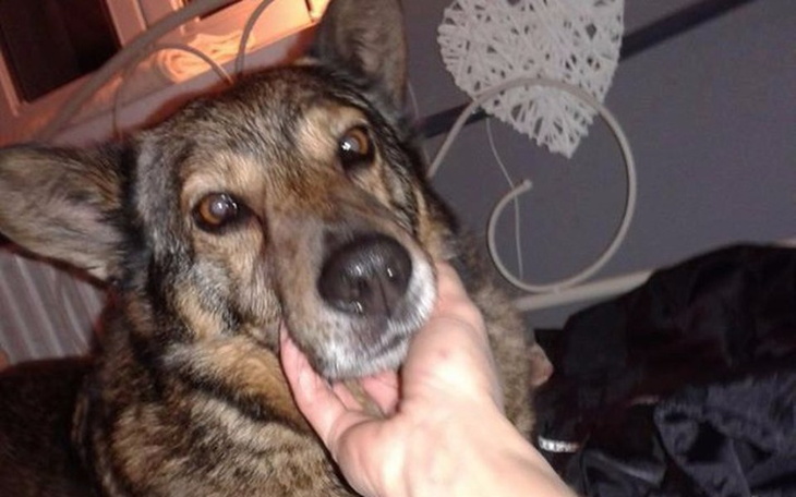 Zbiórka Pies Kajtuś z guzem mózgu - zdjęcie główne