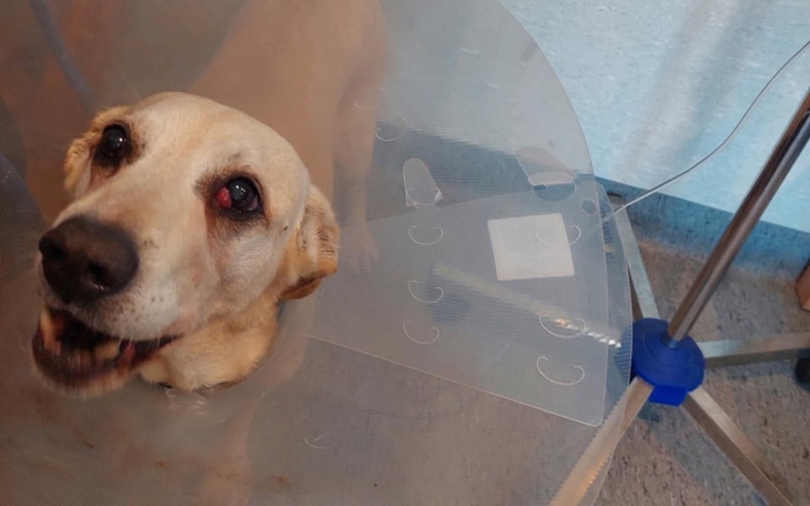 Zbiórka Leczenie Carlosa - zdjęcie główne