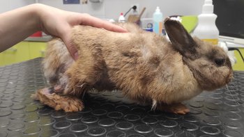 Zbiórka Chciały być tylko kochane... - miniaturka zdjęcia