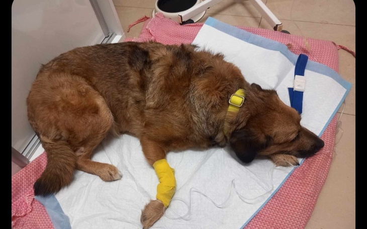 Pies leżący na stole w klinice weterynaryjnej.