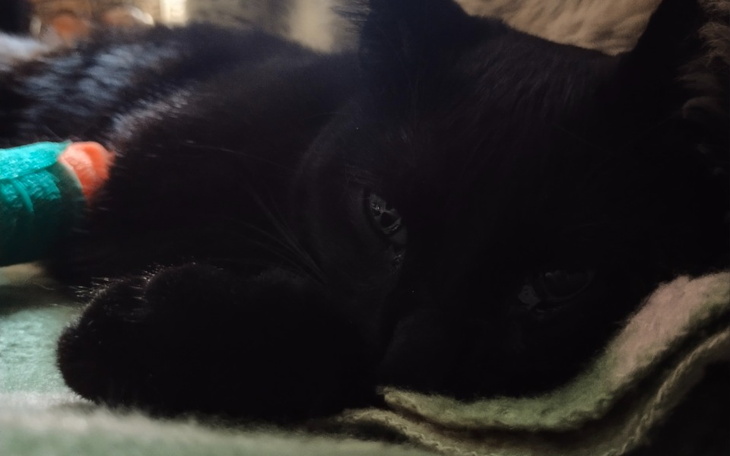 Zbiórka Operacja kociaka Salema - zdjęcie główne