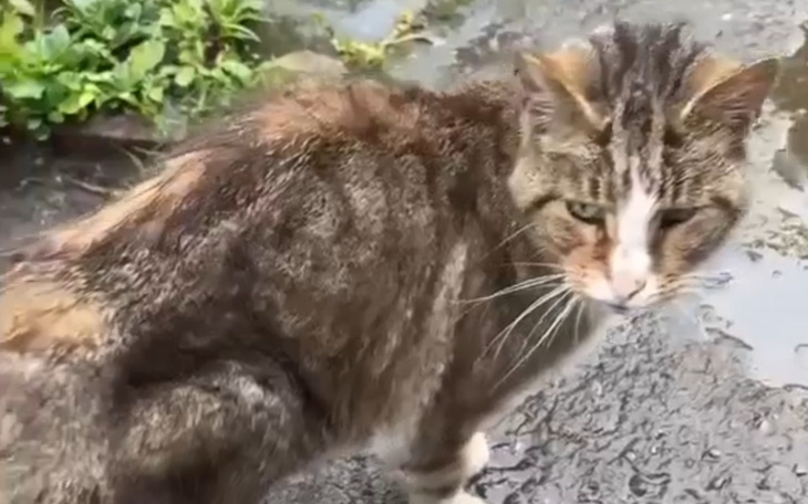 Kot na deszczu, wyglądający na zmartwionego.