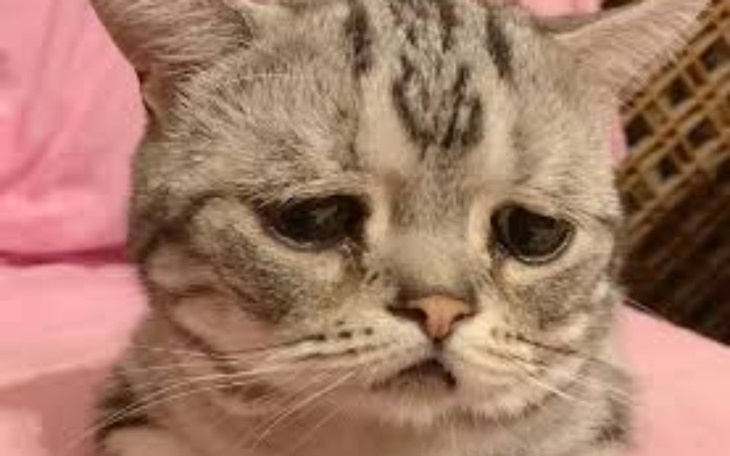 Zbiórka Na ubrania dla kota - zdjęcie główne