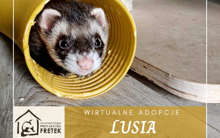 Zbiórka Dla Lusi - zdjęcie główne