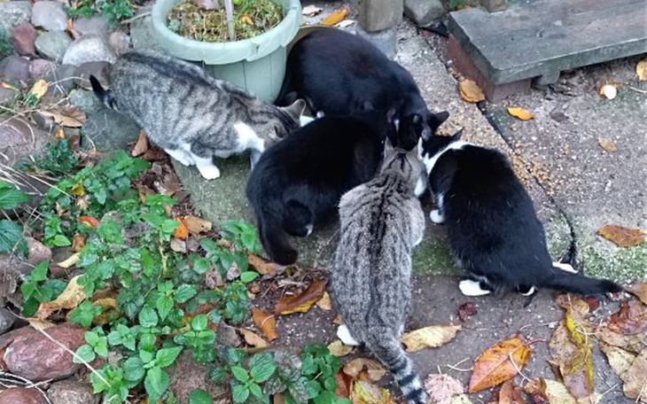 Zbiórka Karma i żwirek dla kotów - zdjęcie główne