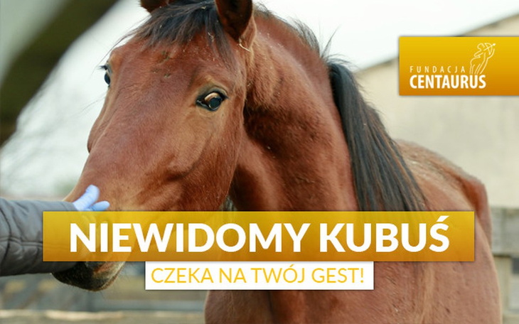 Zbiórka Niewidomy Kubuś czeka na Ciebie - zdjęcie główne