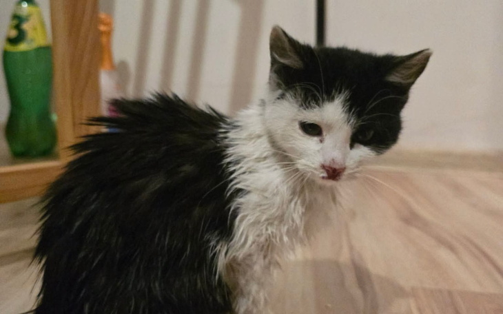 Mały kot z mokrym futrem, patrzący w kamerę.