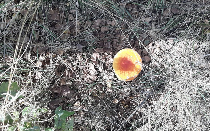 Zbiórka Powrót do ukrainy - zdjęcie główne