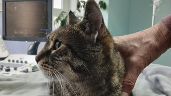 Zbiórka Pilna pomoc dla chorego Leosia - miniaturka zdjęcia