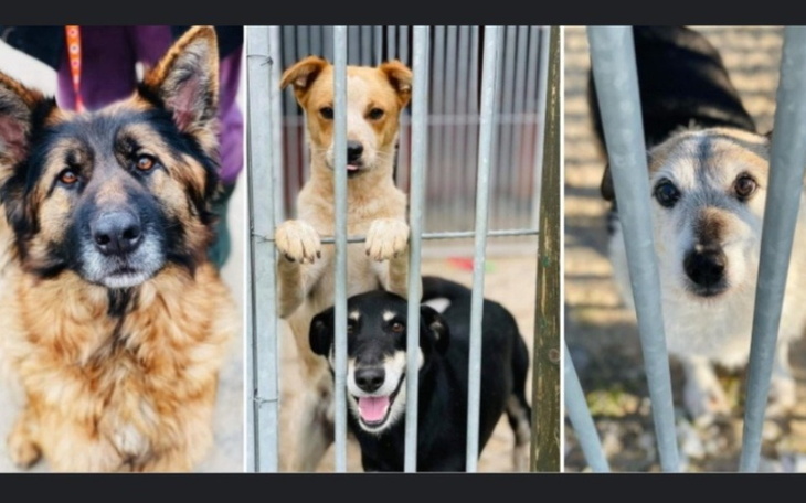 Trzy psy w schronisku, czekające na adopcję za ogrodzeniem.