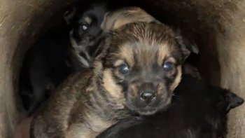 Zbiórka Maluszki i mama z przepustu. - miniaturka zdjęcia