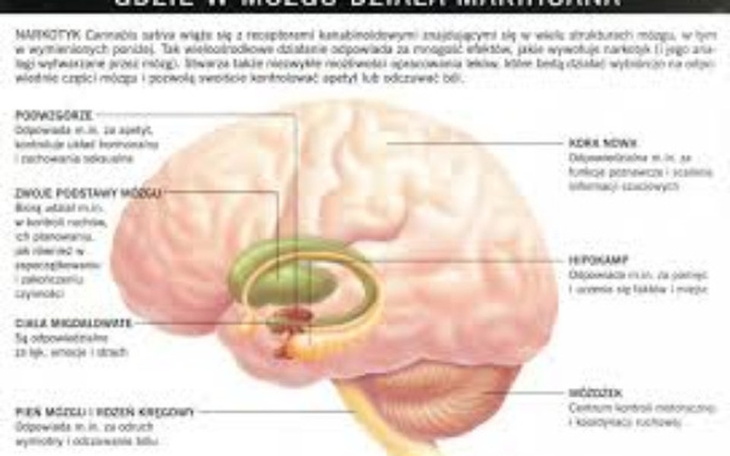 Zbiórka na nową dusze - zdjęcie główne