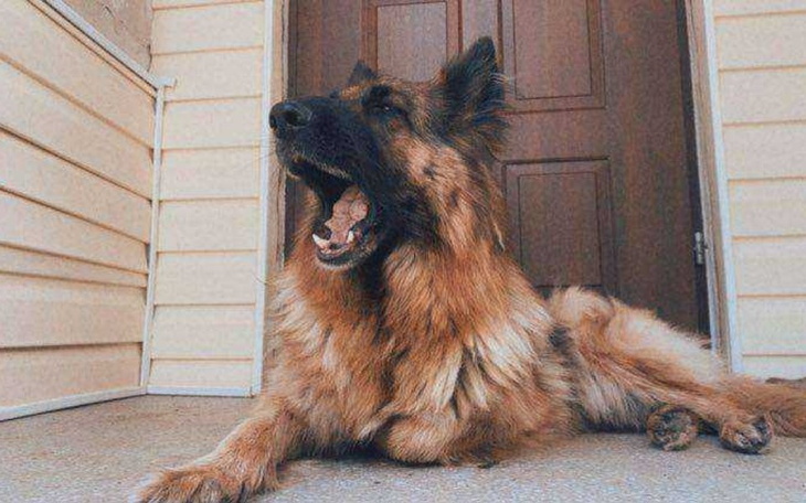 Zbiórka Zbieram na zabieg dla psa Fery - zdjęcie główne