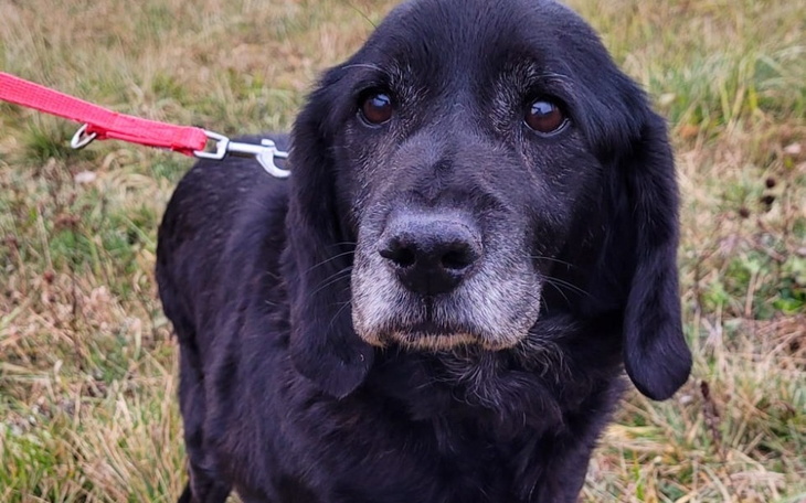 Zbiórka Wsparcie Dla Cichy Kąt - zdjęcie główne