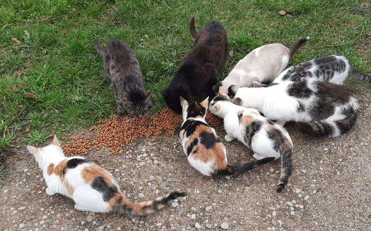 Grupa kotów jedzących karmę na trawie.