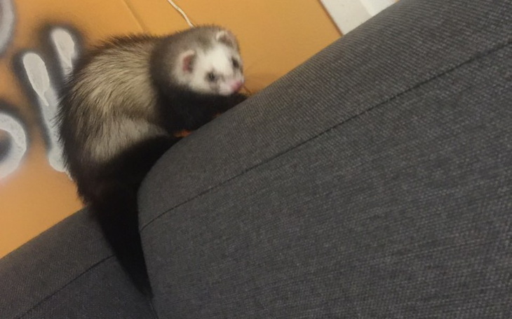 Zbiórka Implant dla fredki koli - zdjęcie główne