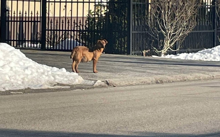 Pies stojący na ulicy, w tle śnieg i ogrodzenie.