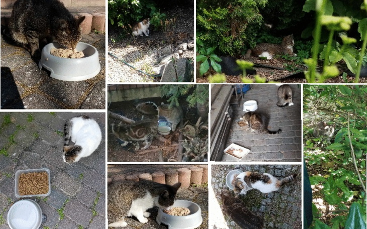 Zbiórka Ratujmy głodne bezdomniaki - zdjęcie główne