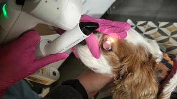 Zbiórka Trzy uratowane cavalierki - miniaturka zdjęcia