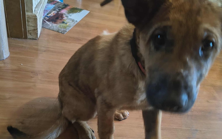 Mały piesek w domu, ciekawski i przyjazny.