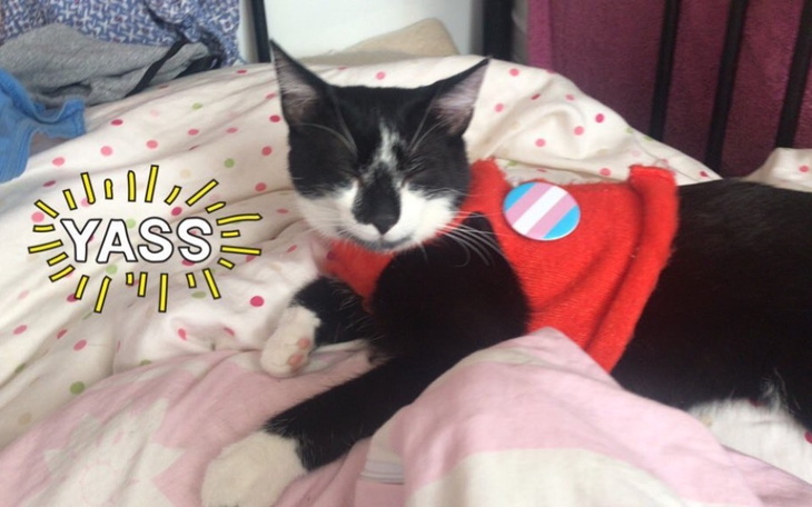 Zbiórka Mastektomia dla Niko - zdjęcie główne