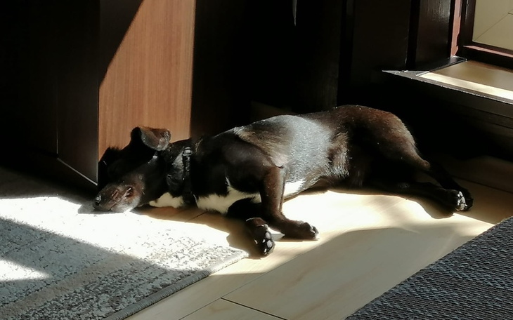 Zbiórka aRes dla Majlo - zdjęcie główne