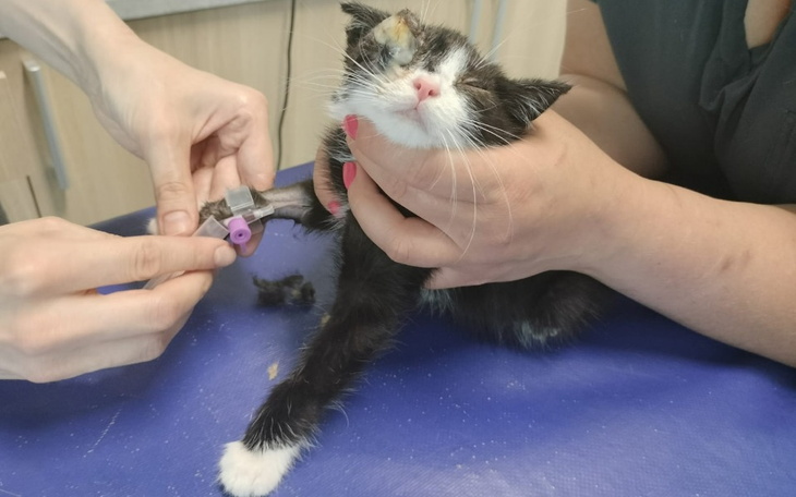 Zbiórka Zenuś walczy o życie... - zdjęcie główne