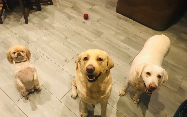 Zbiórka Karma i lekarz psiaki i kotki - zdjęcie główne