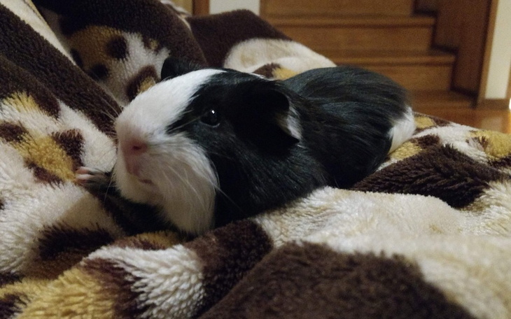 Zbiórka Na usunięcie guza u Paczesia - zdjęcie główne