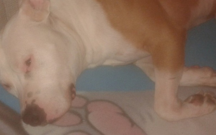 Zbiórka Dla schroniska Psów w Białymstok - zdjęcie główne