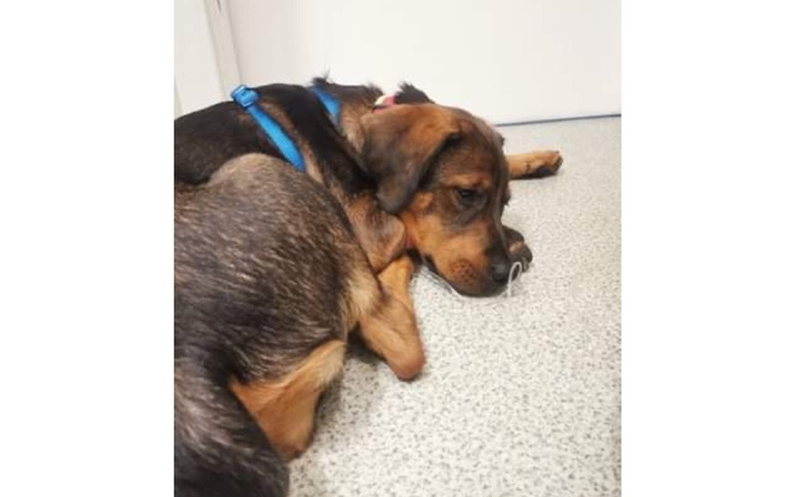 Zbiórka Pomóżmy wygrać Nori - zdjęcie główne