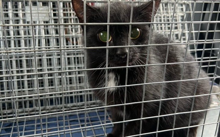 Czarny kot patrzący przez metalową klatkę.