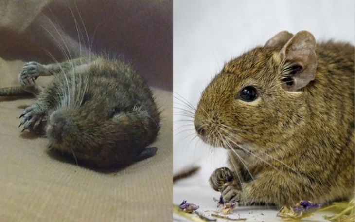 Zbiórka Chory Lucek i biedna Pistacja - zdjęcie główne