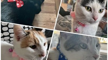 Zbiórka Sterylizacja czterech kotek - miniaturka zdjęcia