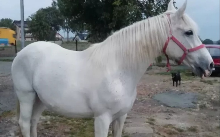 Zbiórka Na wykup 20 letnej klaczy. - zdjęcie główne