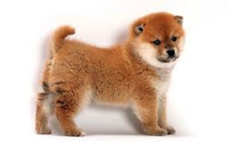 Zbiórka na shibe inu - zdjęcie główne