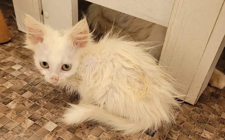 Zbiórka Na pomoc bezdomnym kotom UK - zdjęcie główne