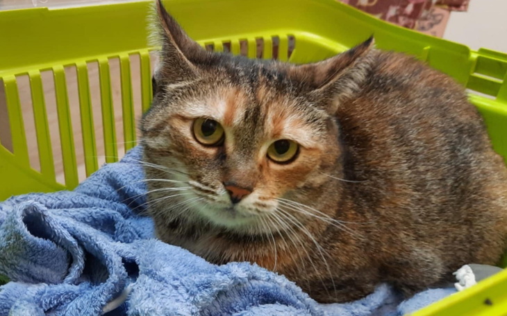 Kot odpoczywający w koszyku z niebieskim ręcznikiem.