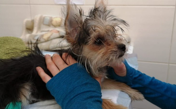 Zbiórka Leczenie Neli - zdjęcie główne