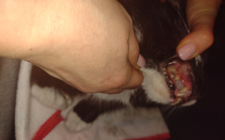 Zbiórka Zabieg zębów Trixie z działek - zdjęcie główne