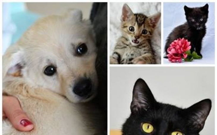 Zbiórka Szansa dla bezdomnych zwierząt - zdjęcie główne